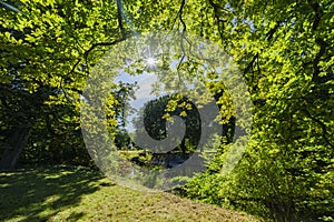 Beautiful trees with sun