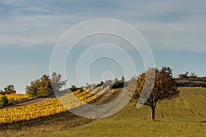 beautiful trees in vineyards in autumn while biking