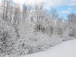Beautiful trees in winter