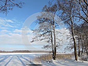 Beautiful trees in winter