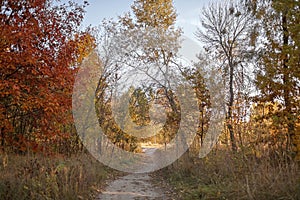 Beautiful trees with yellow golden foliage in autumn forest, golden fairytale, beauty in nature