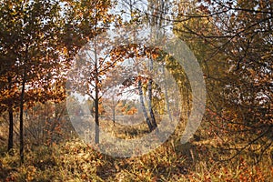 Beautiful trees with yellow golden foliage in autumn forest, golden fairytale, beauty in nature