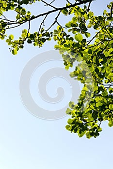 Beautiful treetops, branches with green leaves of alder trees seen underneath, copy space on clear blue sky background