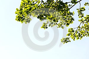 Beautiful treetops, branches with green leaves of alder trees seen underneath, copy space on clear blue sky background