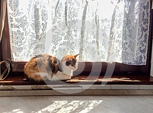 Beautiful tricolor cat basks in sun on old peeling paint windowsill