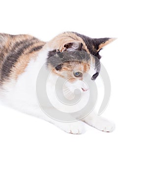 Beautiful tricolor cat front view on white background, isolated image