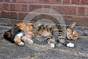 Beautiful tricolor cat lies on a background of a brick wall photo