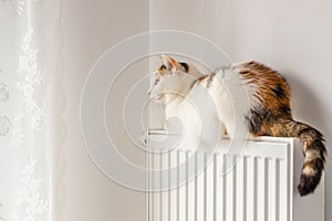 Beautiful tricolor cat sitting on the radiator and looking at the window, concept of domestic kitten or waiting for spring