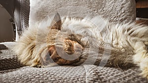 A beautiful tricolor cat sleeping on an office chair. Kitten asleep on a blanket.