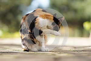 Beautiful tricolor cat washes itself with paws in a sunny yard