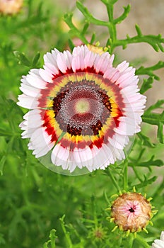 The tricolor daisy in blossom