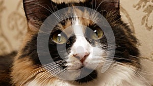 Beautiful tricolor fluffy cat muzzle close-up.