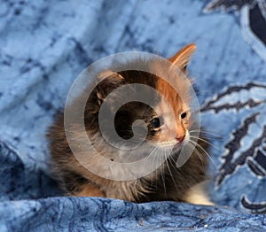 Beautiful tricolor fluffy kitten