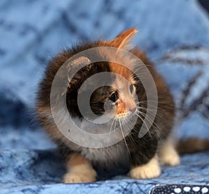 Beautiful tricolor fluffy kitten