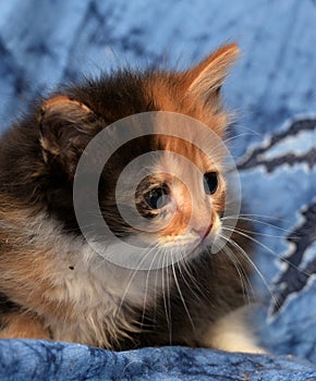 Beautiful tricolor fluffy kitten