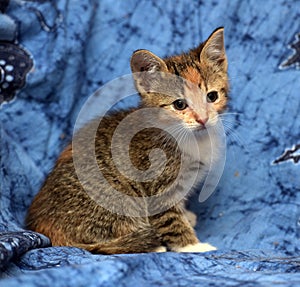 Beautiful tricolor fluffy kitten