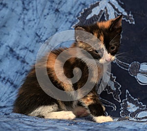 Beautiful tricolor fluffy kitten