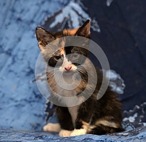 Beautiful tricolor fluffy kitten