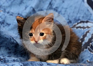 Beautiful tricolor fluffy kitten