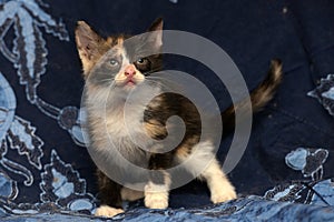 Beautiful tricolor fluffy kitten