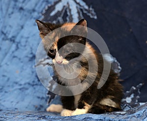 Beautiful tricolor fluffy kitten