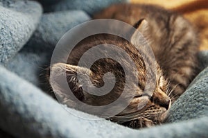 Beautiful tricolor kitten with blue eyes is sweetly laying on the blue bedcover and sleeping. Pet in the home