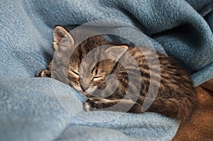 Beautiful tricolor kitten with blue eyes is sweetly laying on the blue bedcover and sleeping. Pet in the home