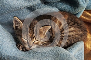 Beautiful tricolor kitten with blue eyes is sweetly laying on the blue bedcover and sleeping. Pet in the home
