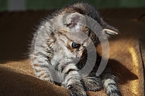 Beautiful tricolor kitten with blue eyes is sweetly laying on the gold bedcover and looking forward. Pet in the home