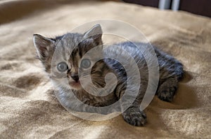 Beautiful tricolor kitten with blue eyes is sweetly laying on the gold bedcover and looking forward. Pet in the home
