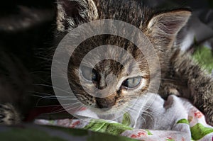 Beautiful tricolor kitten with blue eyes is sweetly laying on the gold bedcover and looking forward. Pet in the home