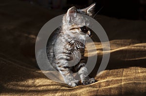 Beautiful tricolor kitten with blue eyes is sweetly laying on the gold bedcover and looking forward. Pet in the home