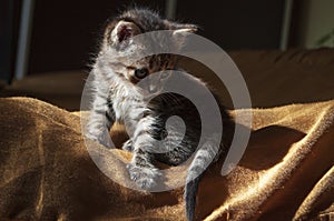 Beautiful tricolor kitten with blue eyes is sweetly laying on the gold bedcover and looking forward. Pet in the home