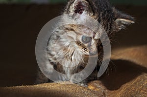 Beautiful tricolor kitten with blue eyes is sweetly laying on the gold bedcover and looking forward. Pet in the home