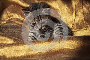 Beautiful tricolor kitten with blue eyes is sweetly laying on the gold bedcover and looking forward. Pet in the home