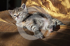 Beautiful tricolor kitten with blue eyes is sweetly laying on the gold bedcover and looking forward. Pet in the home