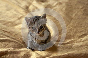 Beautiful tricolor kitten with blue eyes is sweetly laying on the gold bedcover and looking forward. Pet in the home