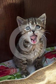 Beautiful tricolor kitten with blue eyes is sweetly laying on the gold bedcover and looking forward. Pet in the home