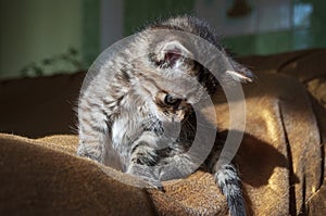 Beautiful tricolor kitten with blue eyes is sweetly laying on the gold bedcover and looking forward. Pet in the home