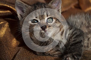 Beautiful tricolor kitten with blue eyes is sweetly laying on the gold bedcover and looking forward. Pet in the home