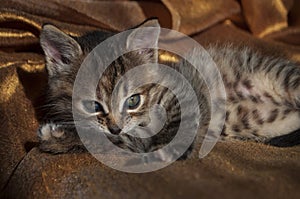 Beautiful tricolor kitten with blue eyes is sweetly laying on the gold bedcover and looking forward. Pet in the home