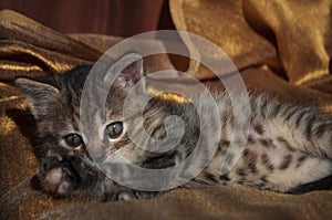 Beautiful tricolor kitten with blue eyes is sweetly laying on the gold bedcover and looking forward. Pet in the home