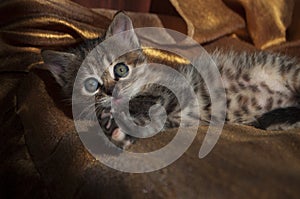 Beautiful tricolor kitten with blue eyes is sweetly laying on the gold bedcover and looking forward. Pet in the home