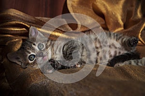 Beautiful tricolor kitten with blue eyes is sweetly laying on the gold bedcover and looking forward. Pet in the home