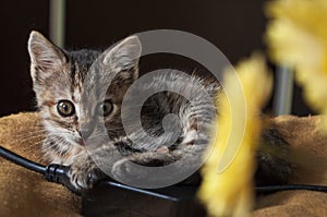 Beautiful tricolor kitten with blue eyes is sweetly laying on the gold bedcover and looking forward. Yellow flowers of chrysanthem