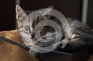 Beautiful tricolor kitten with blue eyes is sweetly laying on the gold bedcover and looking forward. Yellow flowers of chrysanthem