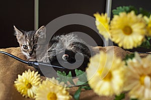 Beautiful tricolor kitten with blue eyes is sweetly laying on the gold bedcover and looking forward. Yellow flowers of chrysanthem