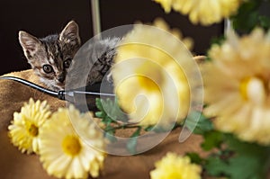 Beautiful tricolor kitten with blue eyes is sweetly laying on the gold bedcover and looking forward. Yellow flowers of chrysanthem