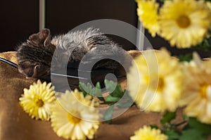 Beautiful tricolor kitten with blue eyes is sweetly laying on the gold bedcover and looking forward. Yellow flowers of chrysanthem