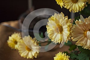 Beautiful tricolor kitten with blue eyes is sweetly laying on the gold bedcover and looking forward. Yellow flowers of chrysanthem